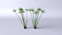 Cyperus Papyrus