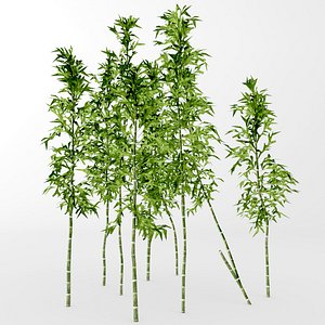 3D model bamboo