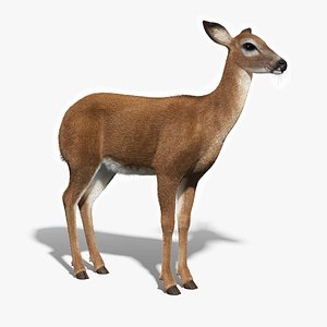3d white tailed doe fur
