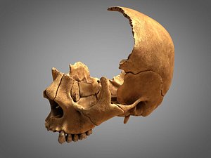 3D ancient shattered human skull