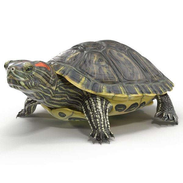 pond slider turtle pose 3d model