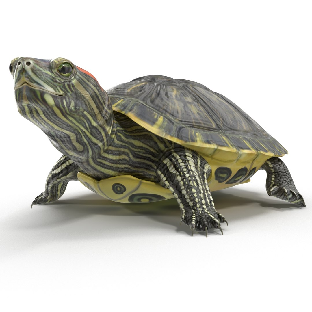 Pond Slider Turtle Pose 3d Model