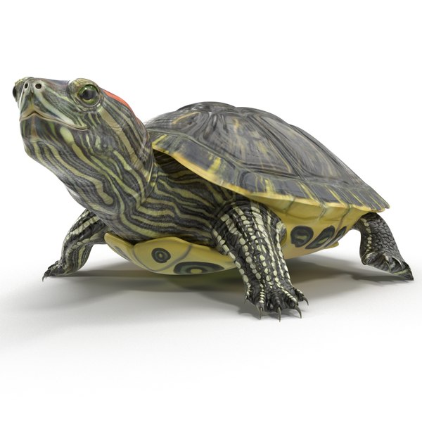 Pond Slider Turtle Pose 3d Model