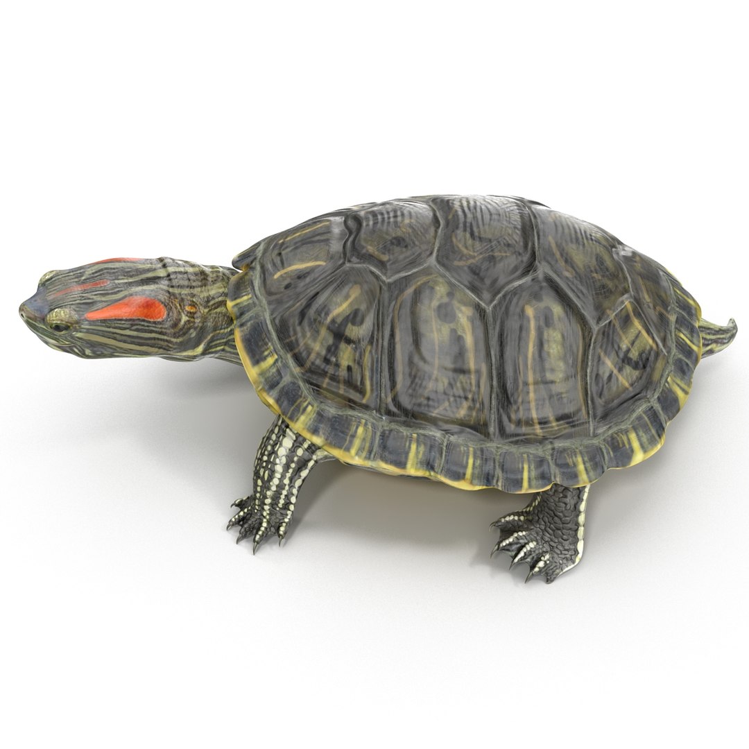 Pond Slider Turtle Pose 3d Model