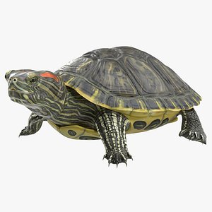 Pond Slider Turtle Pose 2