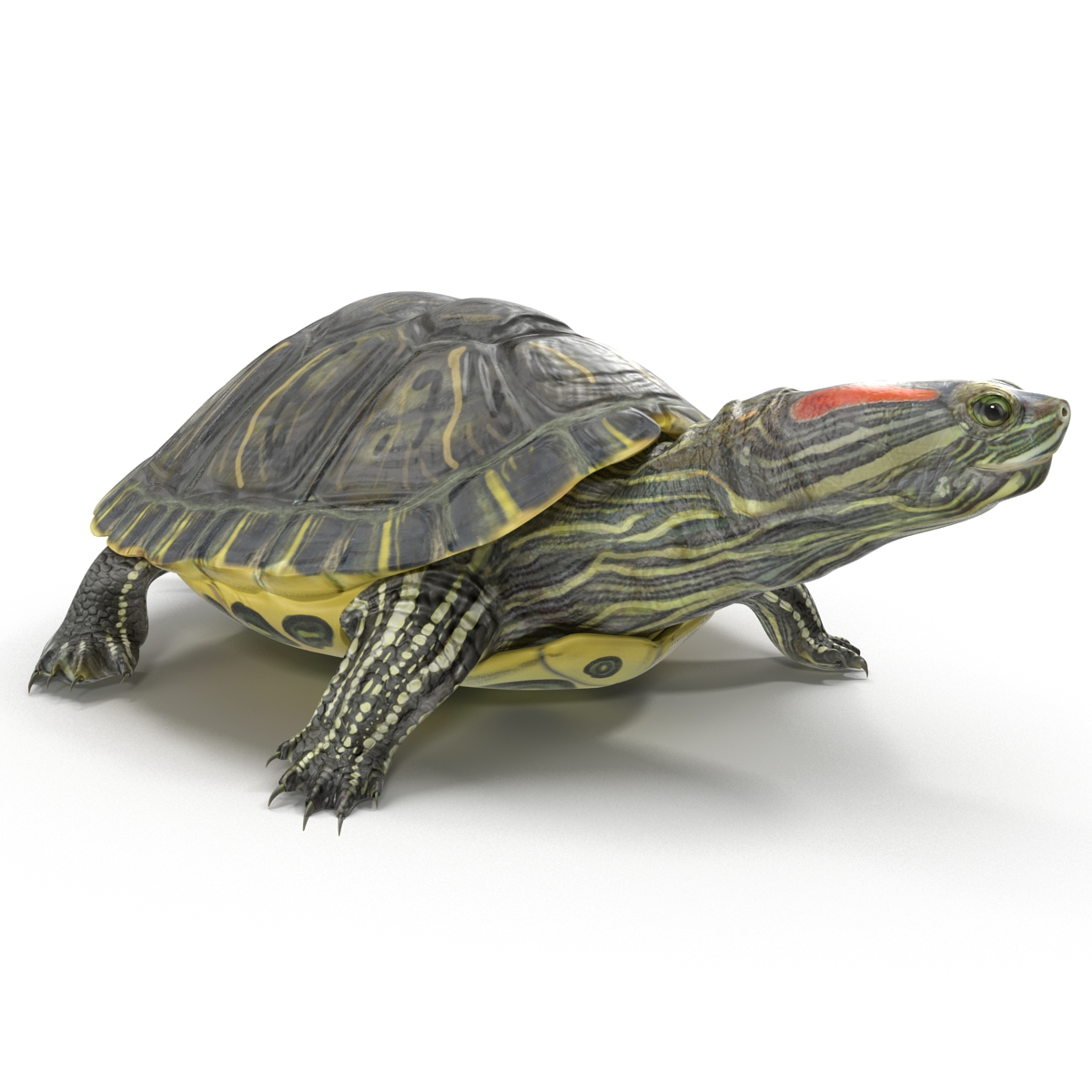 pond slider turtle pose 3d model