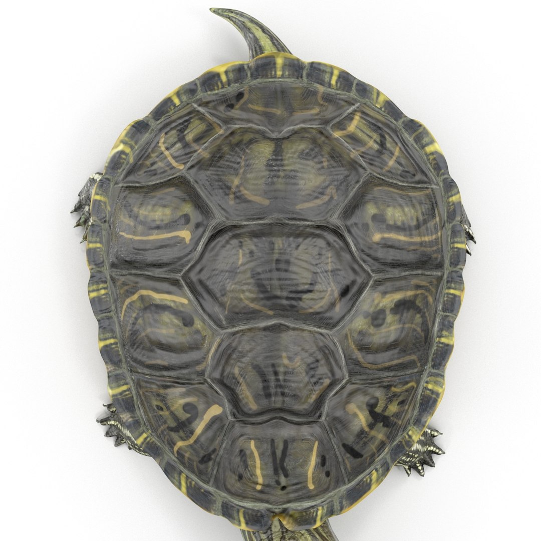 Pond Slider Turtle Pose 3d Model