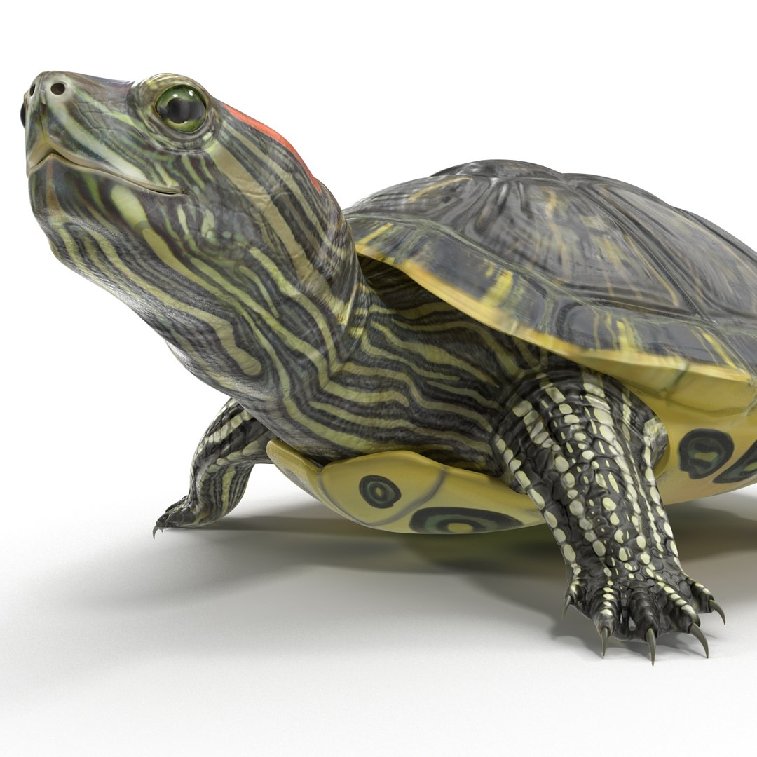 Pond Slider Turtle Pose 3d Model