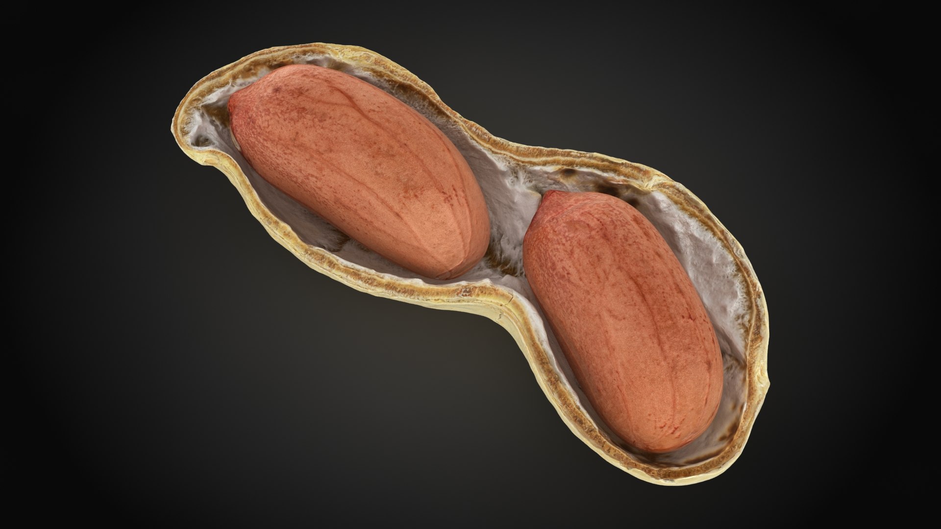 Open Peanut Shell with Kernels 3D model https://p.turbosquid.com/ts-thumb/Df/q7ta0R/0Q/peanutshellcut_kernel_2_a0001/jpg/1663180568/1920x1080/fit_q87/a89e01772a2f4d17798184412576efc1e9db0f40/peanutshellcut_kernel_2_a0001.jpg