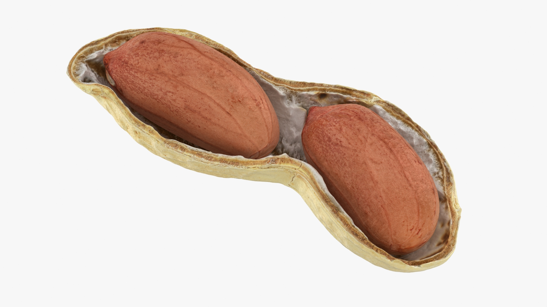 Open Peanut Shell with Kernels 3D model https://p.turbosquid.com/ts-thumb/Df/q7ta0R/Dg/peanutshellcut_kernel_2/jpg/1663180761/1920x1080/turn_fit_q99/b483f853ec5fe2601461f522c87cf7b625f56405/peanutshellcut_kernel_2-1.jpg