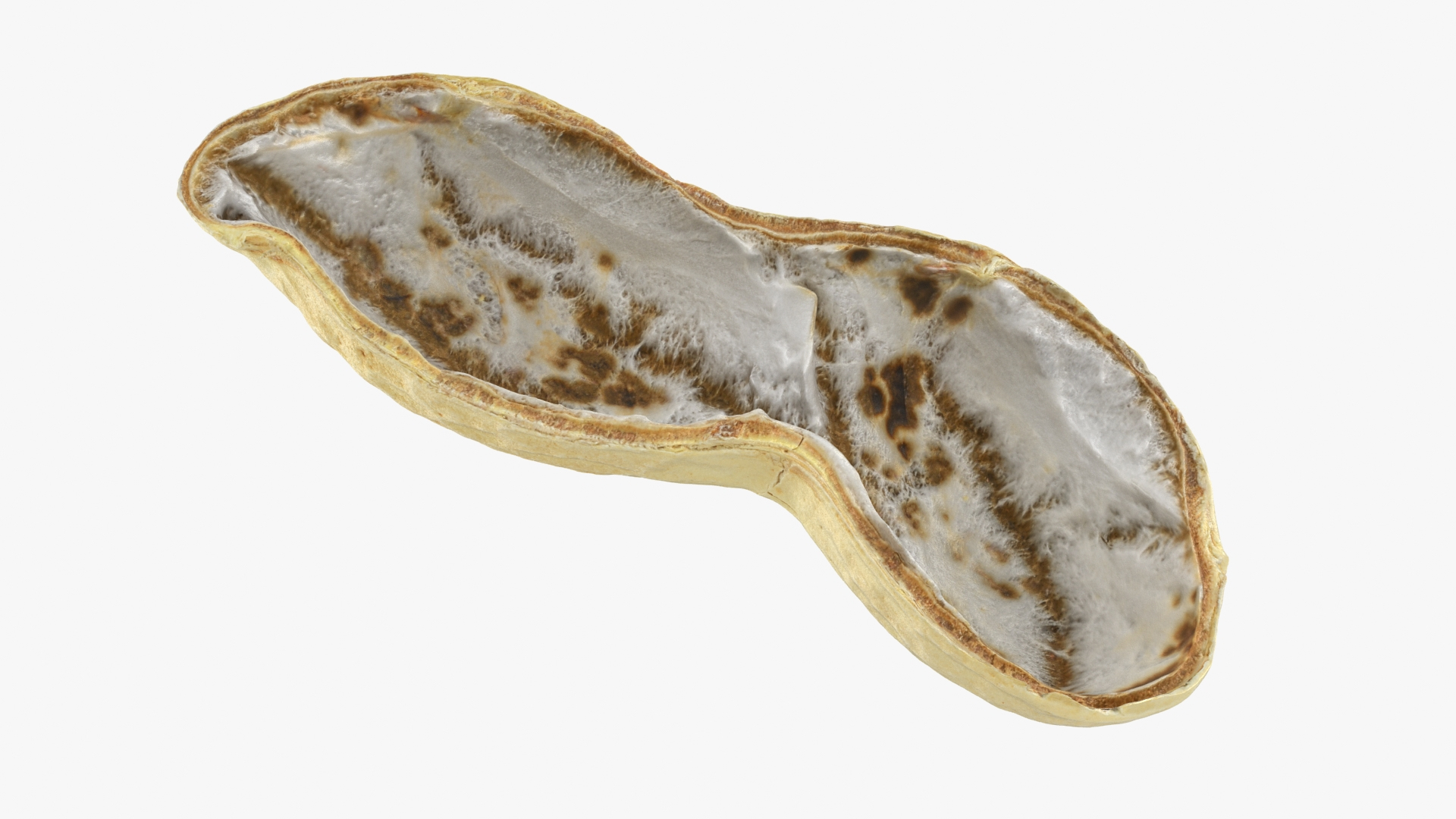Open Peanut Shell with Kernels 3D model https://p.turbosquid.com/ts-thumb/Df/q7ta0R/Qs/peanutshellcut_2/jpg/1663181196/1920x1080/turn_fit_q99/84fcf66d9df2bbdb59d8b123fd413246173025e2/peanutshellcut_2-1.jpg