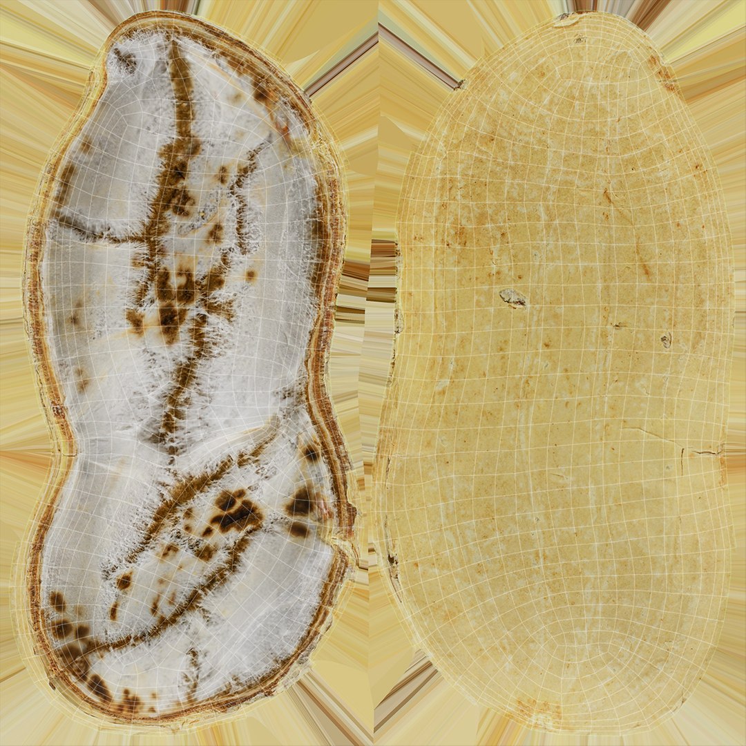 Open Peanut Shell with Kernels 3D model https://p.turbosquid.com/ts-thumb/Df/q7ta0R/Uu/peanutshellcut_kernel_2_d0004/jpg/1663180720/1920x1080/fit_q87/f7065726c1eca3934dd36c7126cb883f117a81bf/peanutshellcut_kernel_2_d0004.jpg