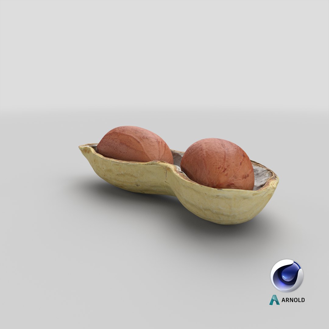 Open Peanut Shell with Kernels 3D model https://p.turbosquid.com/ts-thumb/Df/q7ta0R/Y9/stemcell_cinema_4d_arnold_render/png/1665126984/1920x1080/fit_q87/bb0876fb049416c5292a74ce2ed72bf4e5ab9ec2/stemcell_cinema_4d_arnold_render.jpg
