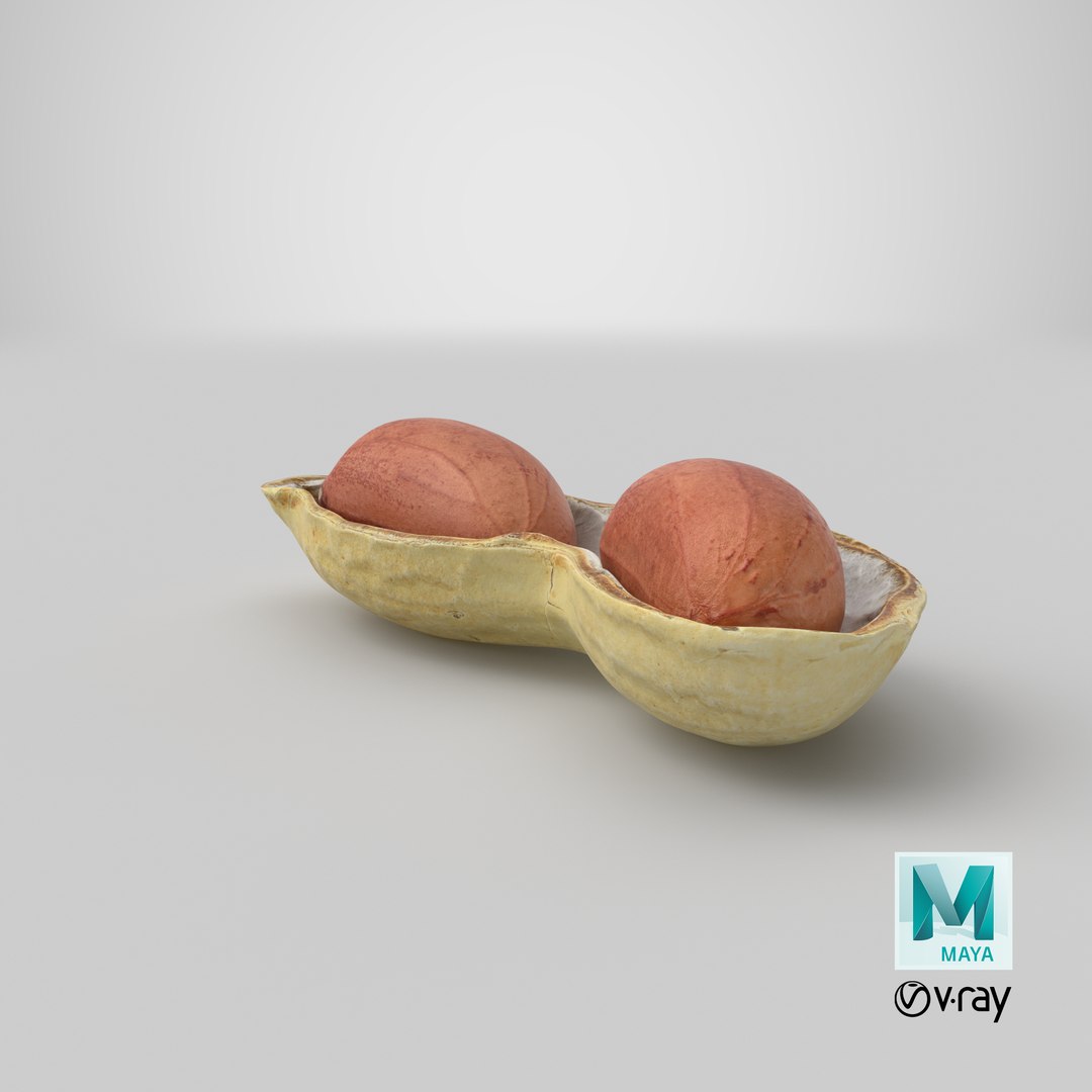 Open Peanut Shell with Kernels 3D model https://p.turbosquid.com/ts-thumb/Df/q7ta0R/nP/stemcell_maya_vray_render/png/1665126997/1920x1080/fit_q87/d5d51704785e52d1352bff7ec11c4aabf26605c5/stemcell_maya_vray_render.jpg