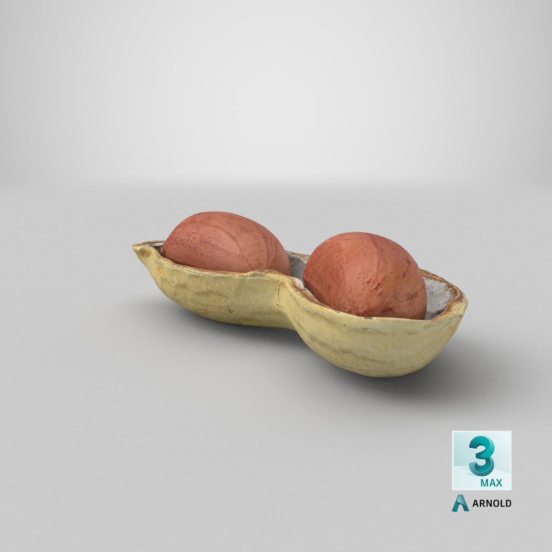 Open Peanut Shell with Kernels 3D model https://p.turbosquid.com/ts-thumb/Df/q7ta0R/uY/stemcell_max_arnold_render/png/1665126988/1920x1080/fit_q87/f6c1f50a111abf023891381bbb122ec7a432e73f/stemcell_max_arnold_render.jpg