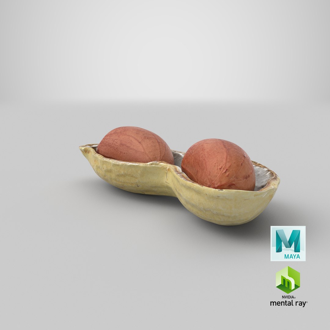 Open Peanut Shell with Kernels 3D model https://p.turbosquid.com/ts-thumb/Df/q7ta0R/xr/stemcell_maya_mental_ray_render/png/1665126995/1920x1080/fit_q87/c3ab69903122523592452bfd077bc55755830fa2/stemcell_maya_mental_ray_render.jpg