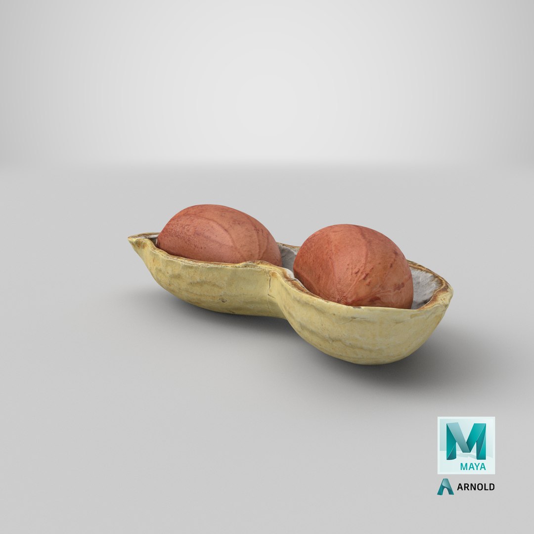 Open Peanut Shell with Kernels 3D model https://p.turbosquid.com/ts-thumb/Df/q7ta0R/xw/stemcell_maya_arnold_render/png/1665126993/1920x1080/fit_q87/5d861d7e378289fe59ab26171751cf5c1bc80159/stemcell_maya_arnold_render.jpg