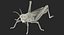 insects big 3 rigged model
