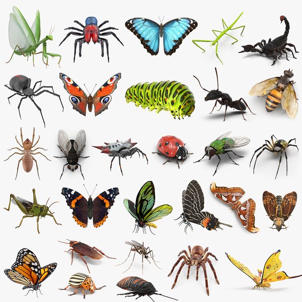 insectsbigcollection3dmodelscinemac4d4d01.jpg