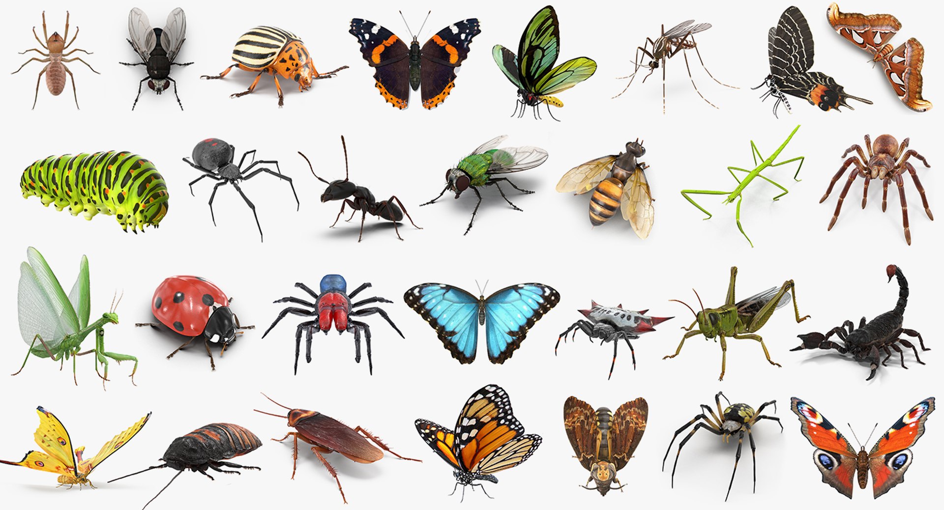 Insects Big Collection 3 Rigged for Cinema 4D 3D model preview