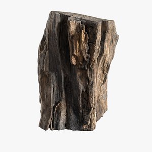 Tree Bark Scanned 1 StemCell model