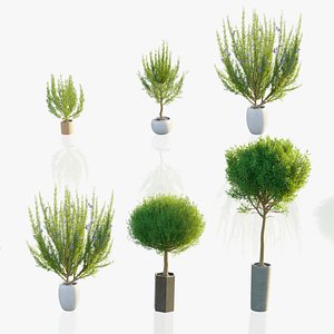 Pot Plants - Rosemary model