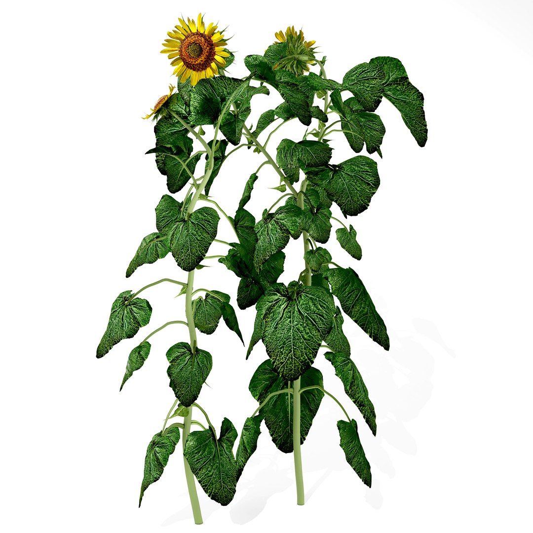 sunflorwer 3D model https://p.turbosquid.com/ts-thumb/Dg/LVpzhI/LrVf6yer/1/jpg/1568272134/1920x1080/fit_q87/1660c08d54208373fe44a9a6b65859853c1d5f48/1.jpg