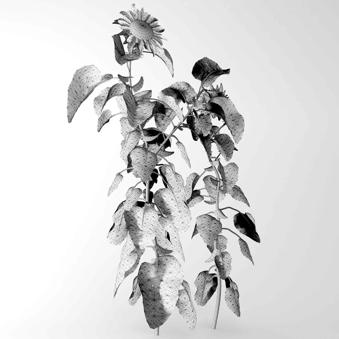 sunflorwer 3D model https://p.turbosquid.com/ts-thumb/Dg/LVpzhI/PJAsPsYG/5/jpg/1568272221/1920x1080/fit_q87/fc3448475621d7729f998b60071702a38e611263/5.jpg