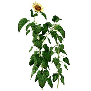 sunflorwer 3D model