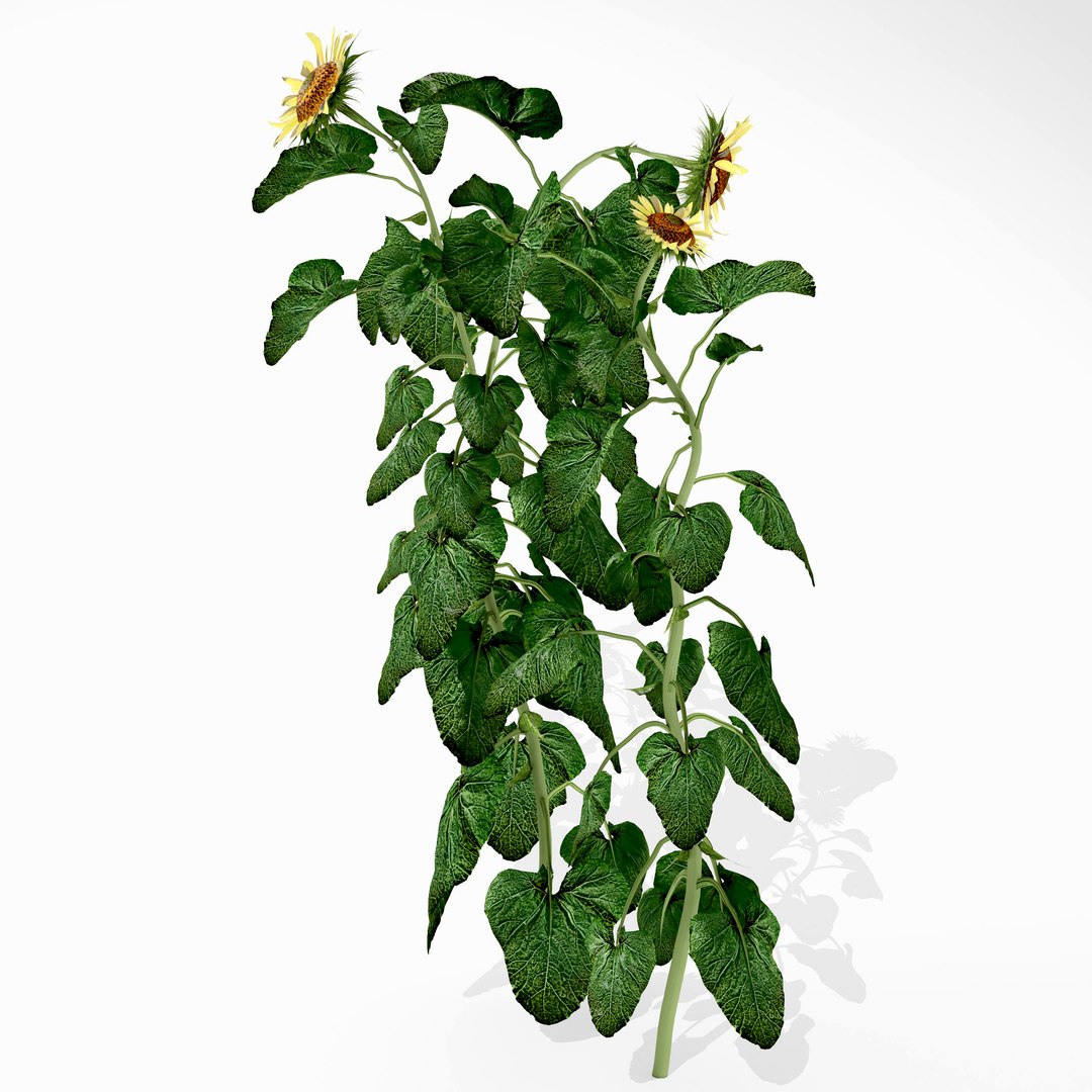 sunflorwer 3D model https://p.turbosquid.com/ts-thumb/Dg/LVpzhI/fCsTUK5B/4/jpg/1568272202/1920x1080/fit_q87/9e05eddccc46db5676a65036b51dd608bd7d8349/4.jpg