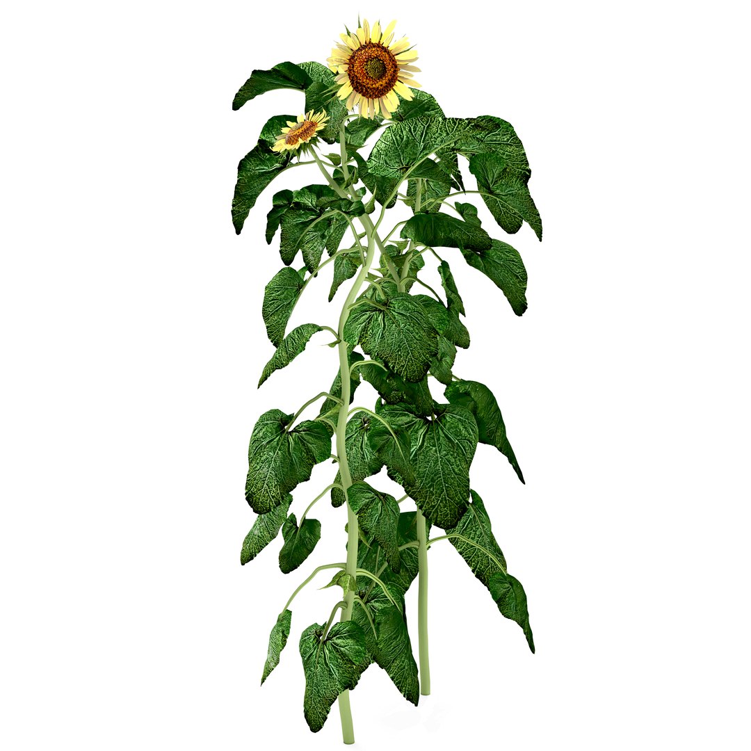 sunflorwer 3D model https://p.turbosquid.com/ts-thumb/Dg/LVpzhI/vSejUgVj/2/jpg/1568272173/1920x1080/fit_q87/28c5b1aef42a0a619c98d5a76b661a5ea8bc2d80/2.jpg