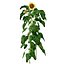 Sunflover