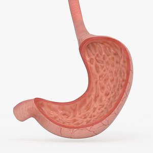 Stomach Anatomy