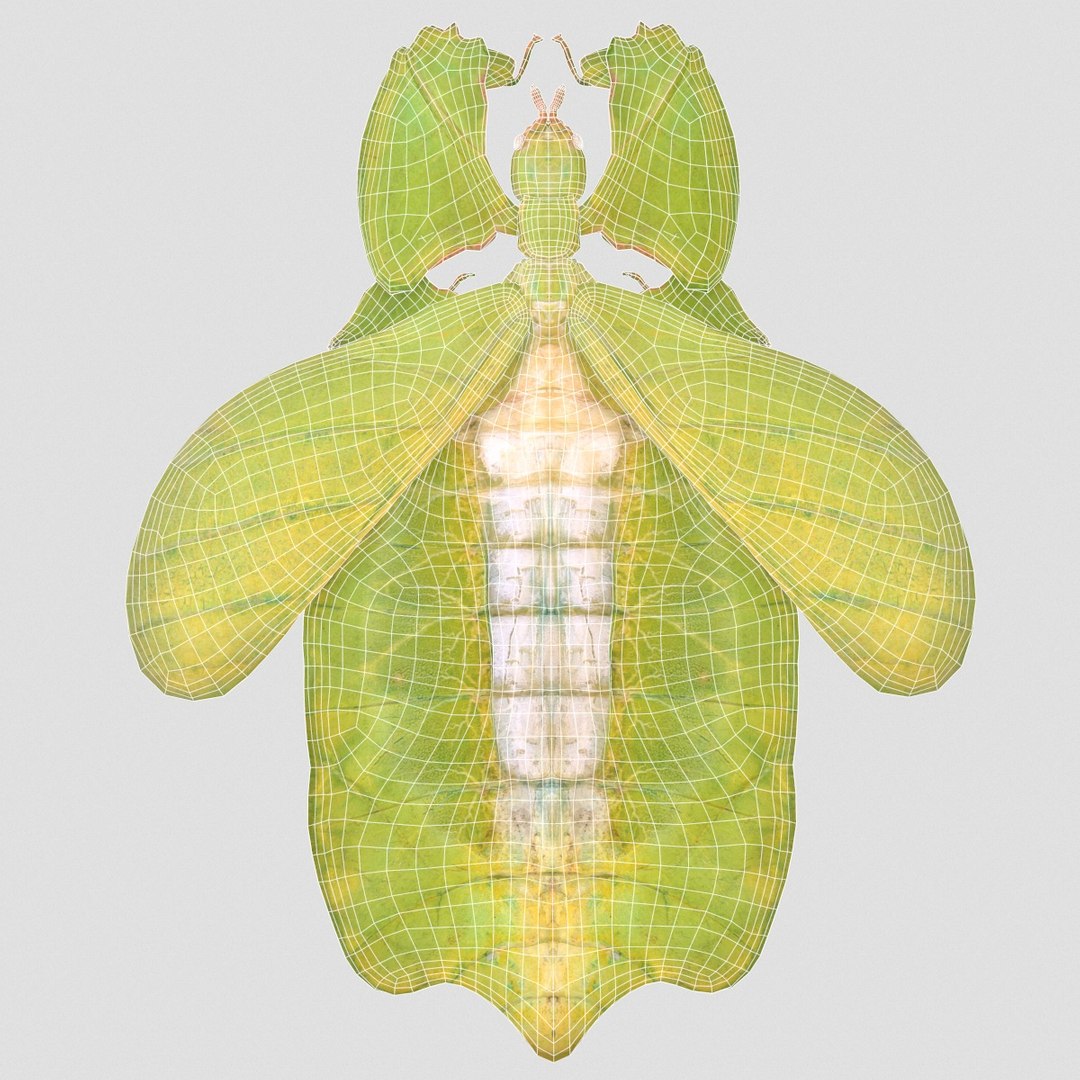 Leaf Insect Walking Phylliidae 3d Obj