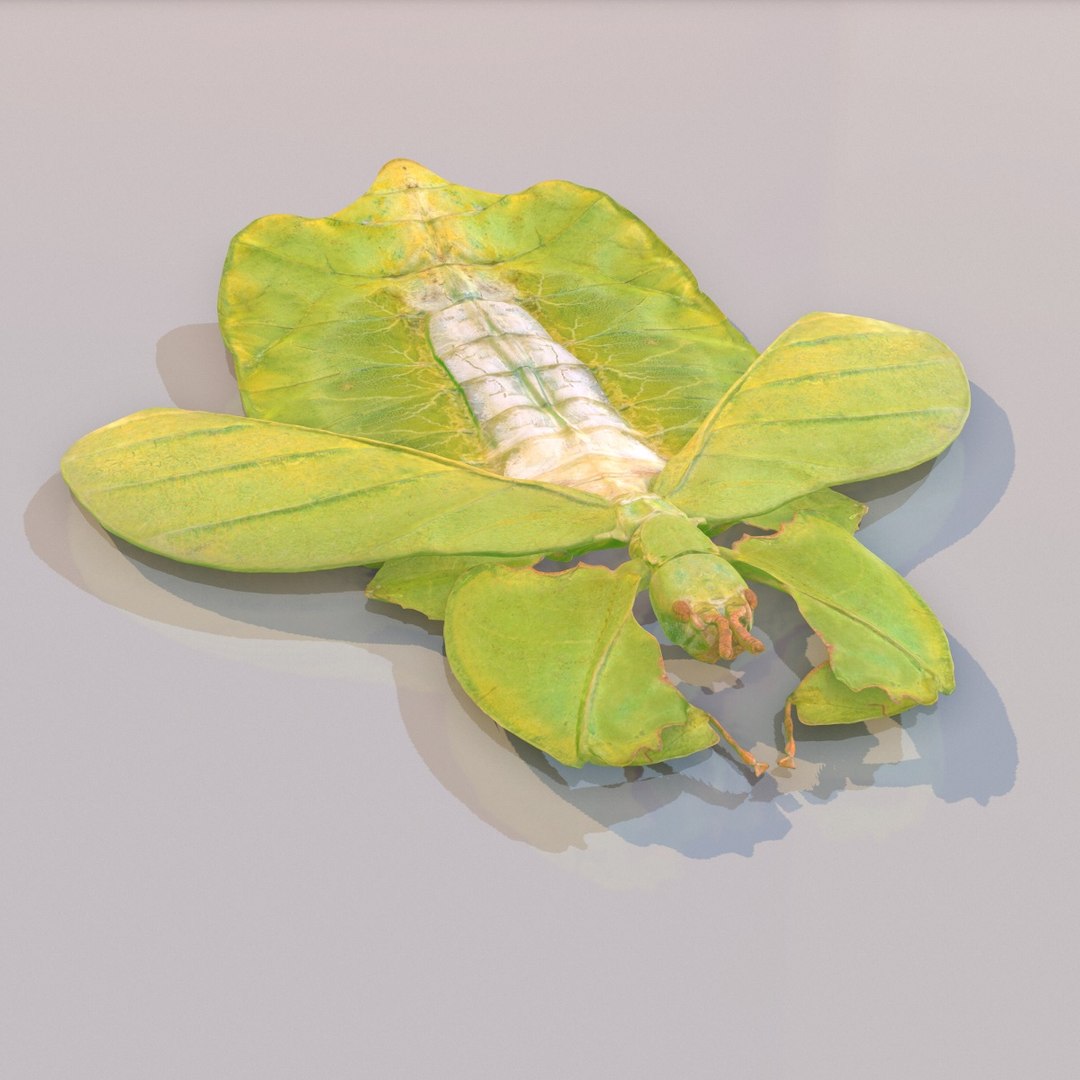 Leaf Insect Walking Phylliidae 3d Obj