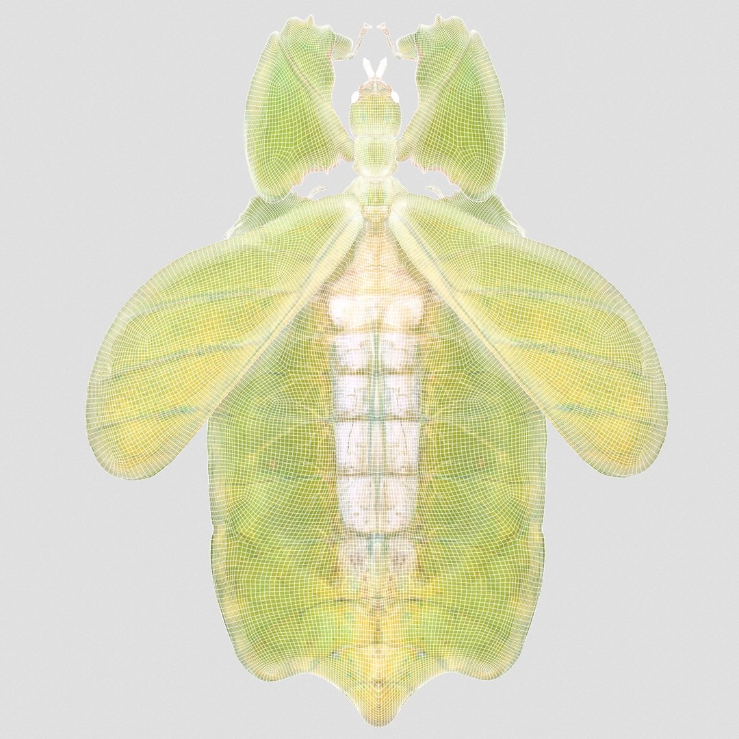 Leaf Insect Walking Phylliidae 3d Obj