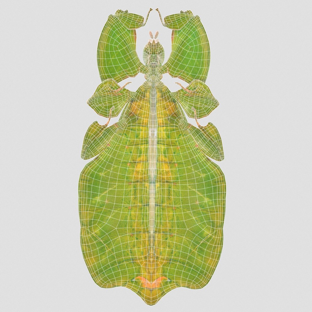 Leaf Insect Walking Phylliidae 3d Obj