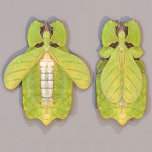 leaf insect walking phylliidae 3d obj