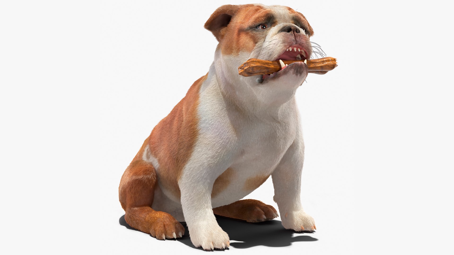 Bulldog with a Chewing Bone in His Mouth Fur 3D model preview