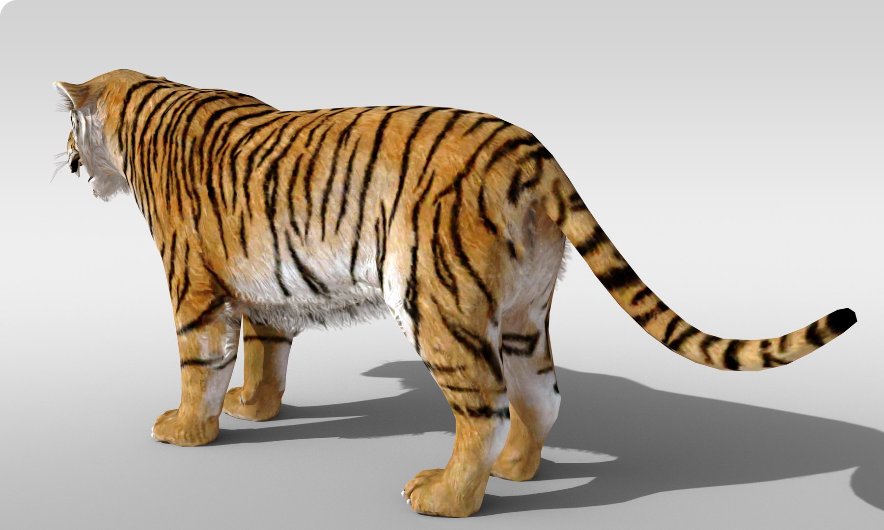 3D Model Tiger Fur Rigged - TurboSquid 2149046