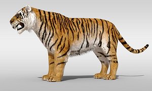 Tiger fur Rigged