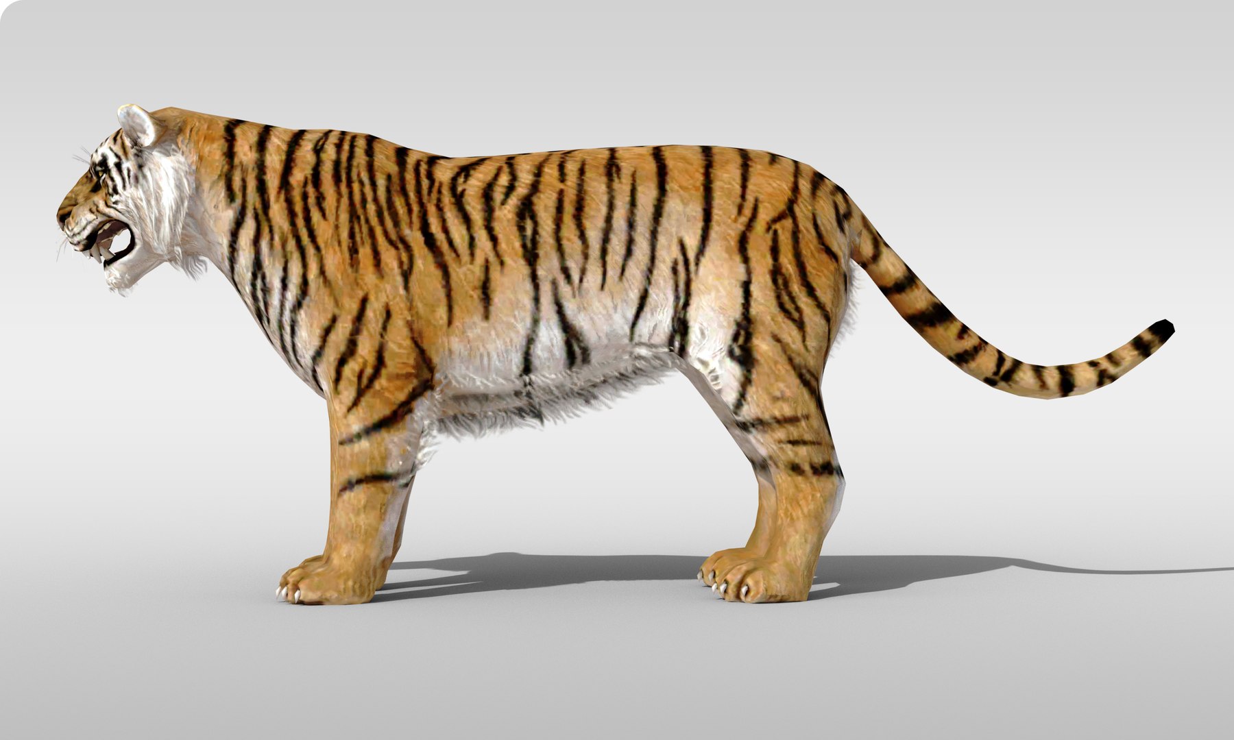 3D Model Tiger Fur Rigged - TurboSquid 2149046