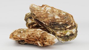 Mediterranean Oyster 18 cm