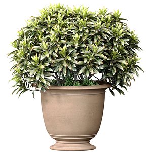 Decorative plant tree shrub in a garden pot flowerpot urn for decoration Indoor outdoor plant