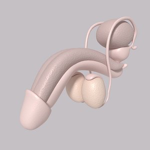 3d male reproductive model