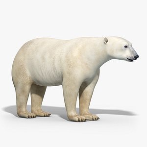 3d obj polar bear