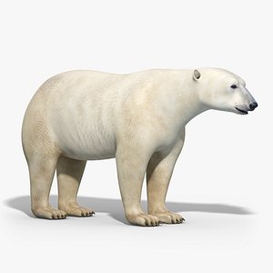 Polar Bear