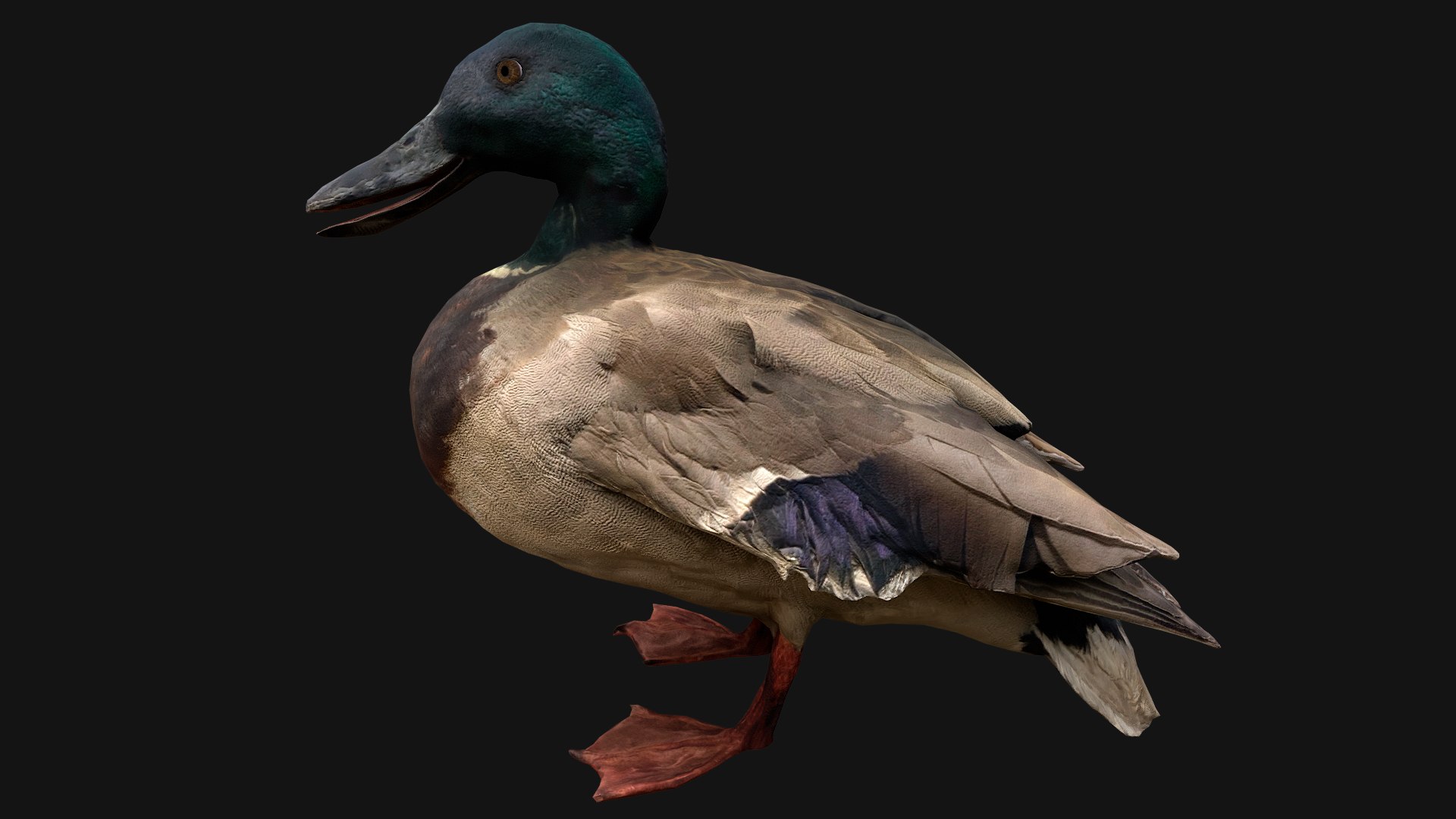 3D Swan and Ducks Birds Pack https://p.turbosquid.com/ts-thumb/Dg/l3wuQ7/0Q/duckstandart1/png/1686846184/1920x1080/fit_q87/6168846a6f9886ba3eebbdf7f87e64cb6fe1d72d/duckstandart1.jpg