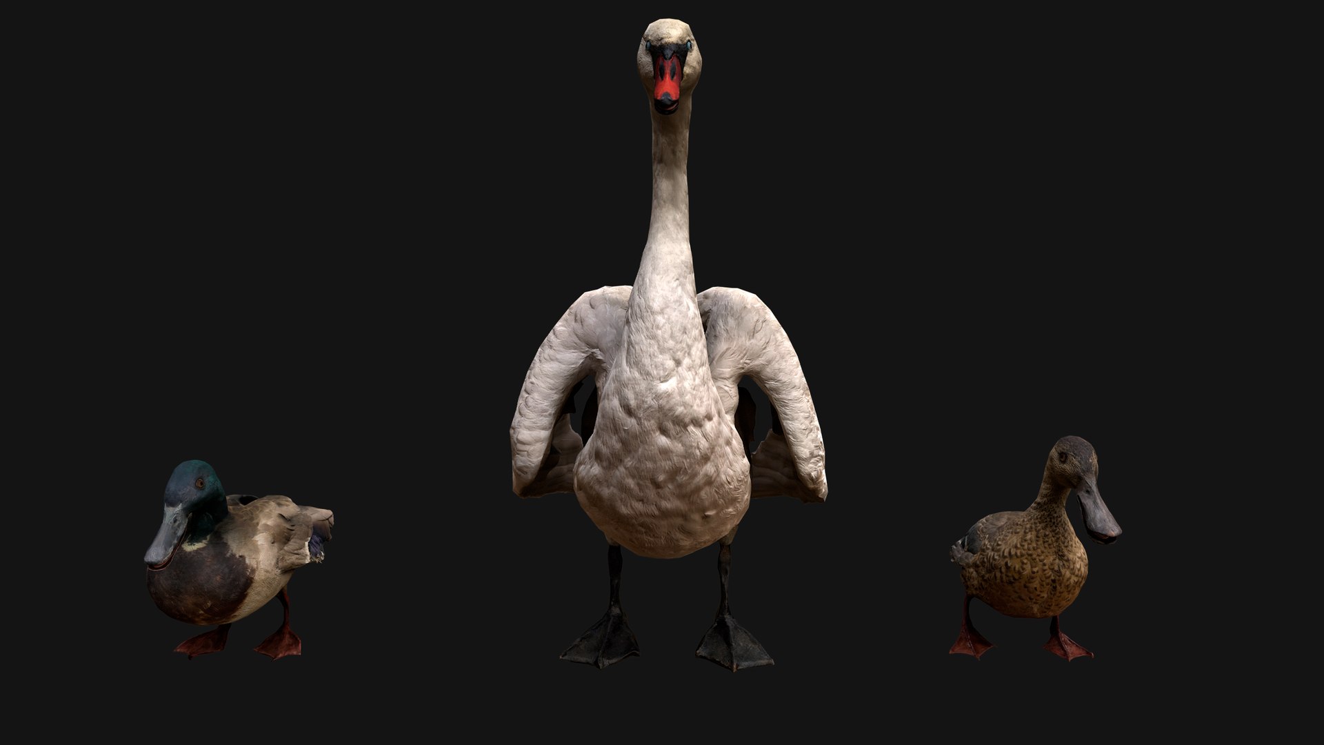 3D Swan and Ducks Birds Pack https://p.turbosquid.com/ts-thumb/Dg/l3wuQ7/2Q/aswanducksbirdspack9/png/1686845951/1920x1080/fit_q87/7a6aa04e135f4b5e12306355b9eeae7282d5fc5f/aswanducksbirdspack9.jpg