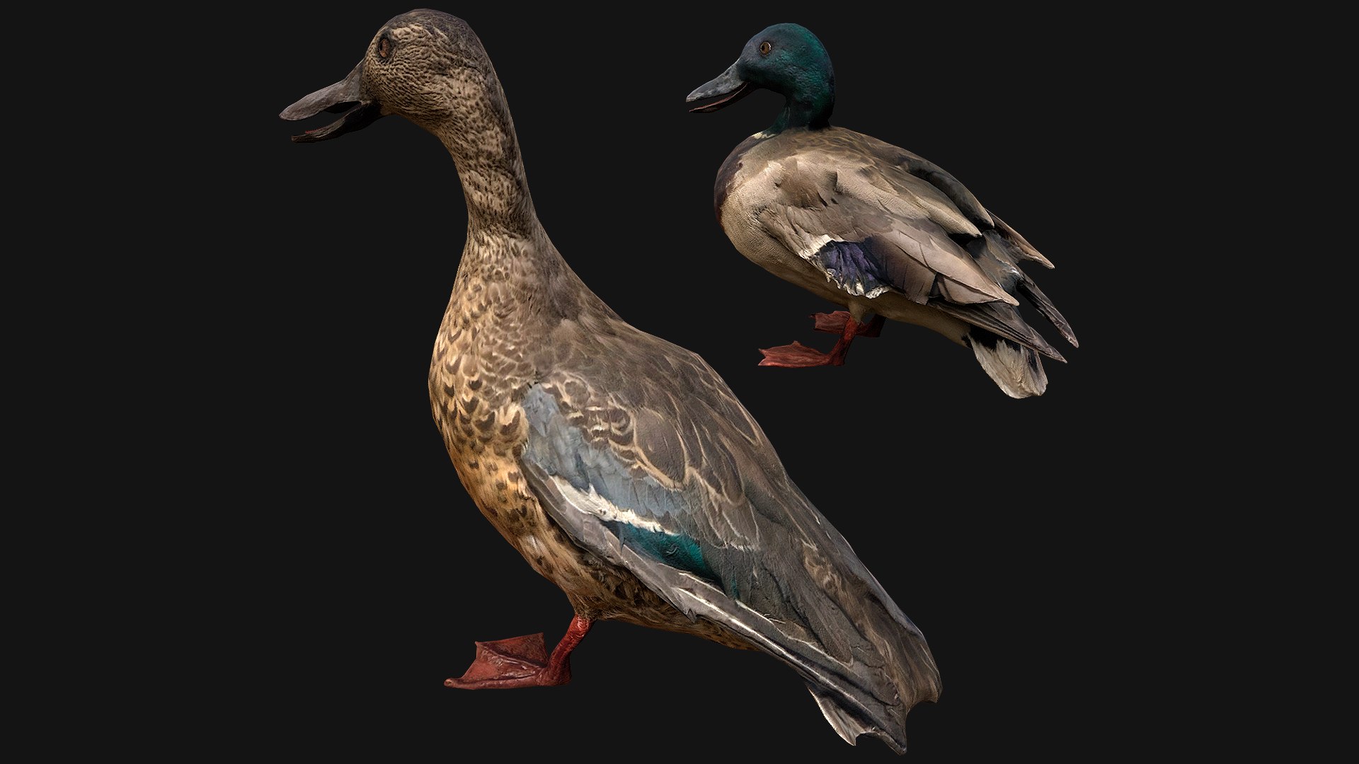 3D Swan and Ducks Birds Pack https://p.turbosquid.com/ts-thumb/Dg/l3wuQ7/3L/asetofducks4/png/1686846162/1920x1080/fit_q87/acc527adc7e62e084b811ce0fed0246776f637f7/asetofducks4.jpg